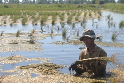 Xâm nhập mặn sẽ ảnh hưởng đến 100.000ha lúa vụ Đông Xuân 2019 - 2020