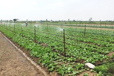 Áp dụng tưới tiên tiến, tiết kiệm nước: Gia tăng giá trị nông nghiệp