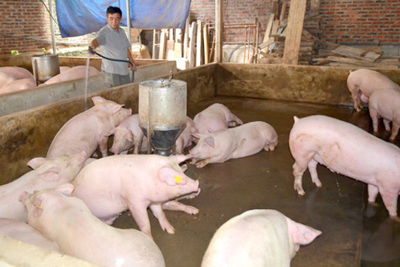Cả nước còn 2,5 triệu hộ chăn nuôi lợn nhỏ lẻ