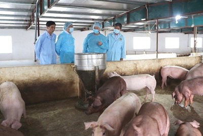 “Không hỗ trợ doanh nghiệp kịp thời, lợn sẽ chết vì đói, chứ không phải vì dịch”