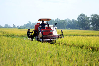 Nguy cơ mất thị trường Trung Quốc: Giải pháp nào cho gạo Việt?