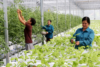 Ngành Nông nghiệp Hà Nội cần tăng trưởng 4,04% trong năm 2020
