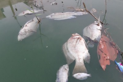 Đà Nẵng: Kênh nước đổi màu xanh khiến cá chết hàng loạt