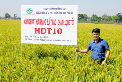 Giống lúa thuần mới HDT10: Sự lựa chọn mới của nhà nông