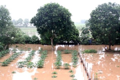 Khoảng 46.000ha cây trồng đang bị ngập úng do mưa lớn