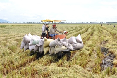 Hà Nội đã thu hoạch trên 62% diện tích lúa mùa 2019