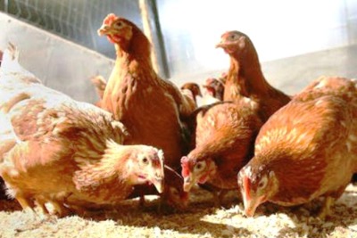 Cúm gia cầm A/H5N6 bùng phát tại Hà Nội và 3 tỉnh