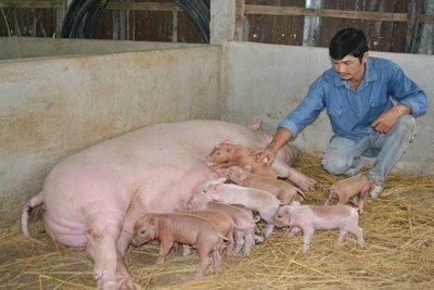 Năng suất sinh sản của lợn nái nội chỉ bằng 1/2 giống ngoại nhập