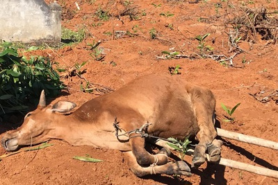 Quảng Ngãi: Hàng loạt bò chết vì lở mồm long móng