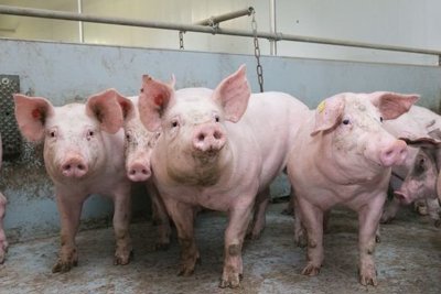Triển khai đồng bộ các giải pháp phòng, chống bệnh dịch tả lợn châu Phi