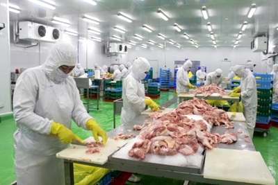 Thịt gà rộng đường xuất khẩu