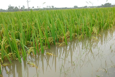 Hà Nội: Gần 300ha lúa mới cấy đang bị ngập úng