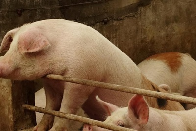 Mỹ "soi" xuất khẩu thịt lợn sang Trung Quốc