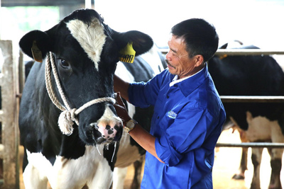 Mộc Châu Milk giữ lửa nghề nuôi bò sữa cha truyền con nối cho nông dân