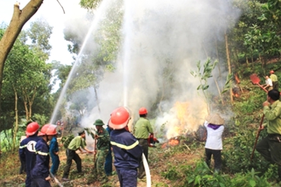 Hà Nội hạ cấp vật liệu cháy 409ha rừng