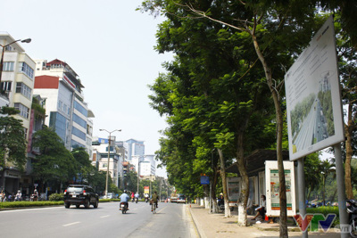 Di chuyển 175 cây xanh phục vụ thi công đường sắt Nhổn - Ga Hà Nội