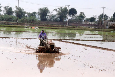 Trên 43% diện tích canh tác vụ Xuân 2020 đã có nước