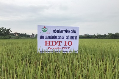 HADICO mở rộng địa bàn gieo trồng giống lúa HDT10