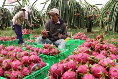 Người Hàn Quốc tại Việt Nam chung tay mở chiến dịch mua hoa quả Việt