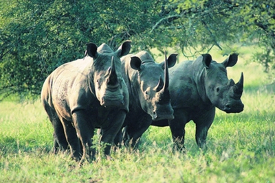 Đại sứ quán Nam Phi phát động cuộc thi viết “Người thay đổi nhận thức về động vật hoang dã”