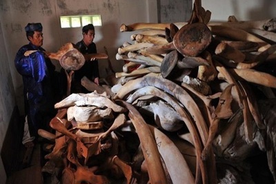 Quảng Ngãi phục dựng bộ xương cá voi lớn nhất Việt Nam