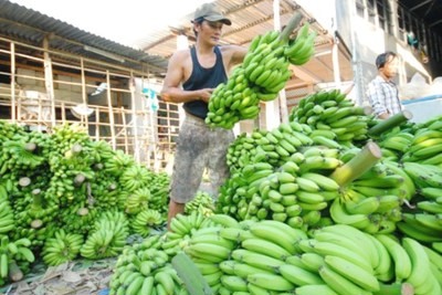 Xuất khẩu nông sản sang Trung Quốc giảm 7,2%