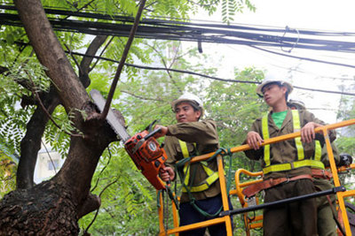 Công ty Công viên cây xanh Hà Nội chủ động ứng phó bão số 3