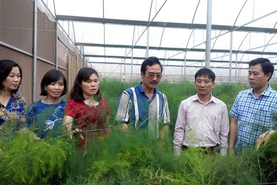 Hà Nội đầu tư trồng măng tây công nghệ cao