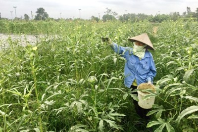 Ảnh hưởng dịch Covid-19, tổng giá trị sản xuất nông nghiệp Hà Nội giảm 1,17%
