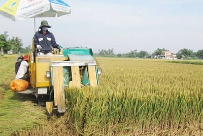 Quảng Ngãi: Khẩn trương thu hoạch nông sản ứng phó bão Podul