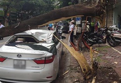 Hà Nội: Xe Lexus tiền tỉ bất ngờ bị cây đổ đè bẹp trên phố
