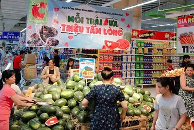 Big C giải cứu 250 tấn dưa hấu cho nông dân Quảng Ngãi, Quảng Nam
