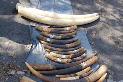 Hải Phòng: Thu giữ 1,34 tấn vảy tê tê và 112 kg ngà voi