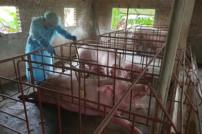 Cả nước tiêu hủy hơn 3,7 triệu con lợn vì dịch tả châu Phi