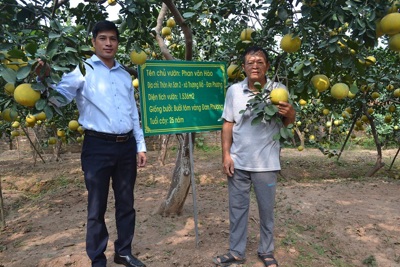 Hà Nội tái cơ cấu hiệu quả lĩnh vực chăn nuôi, trồng trọt, thủy sản