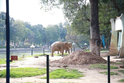 Vườn thú Hà Nội sẵn sàng phục vụ du khách vui Xuân Kỷ Hợi 2019