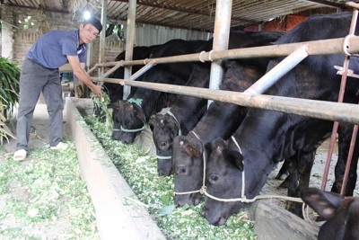 Thúc đẩy ngành chăn nuôi bò: Từng bước thay đổi cơ cấu bữa ăn