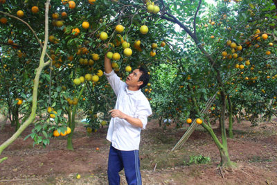 Thành tỷ phú nhờ trồng cam theo mô hình VietGAP