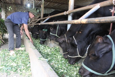Hà Nội đẩy mạnh chăn nuôi bò thịt chất lượng cao