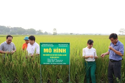 Khảo nghiệm nhiều giống lúa mới: Năng suất cao, kháng bệnh tốt