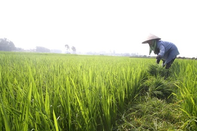 Lo ngại gia tăng tích trữ lúa gạo