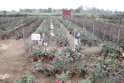 Phong tỏa thôn Hạ Lôi, huyện Mê Linh: Đề xuất hỗ trợ người trồng hoa