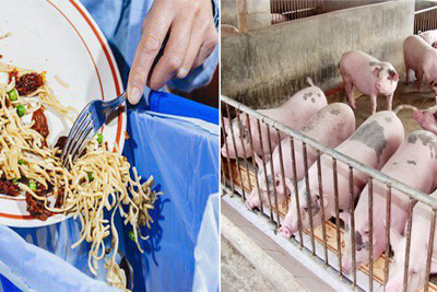 Hà Nội: Kiểm soát vận chuyển thức ăn dư thừa phòng chống dịch tả lợn