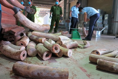 Đà Nẵng: Bắt giữ hơn 9,1 tấn nghi ngà voi