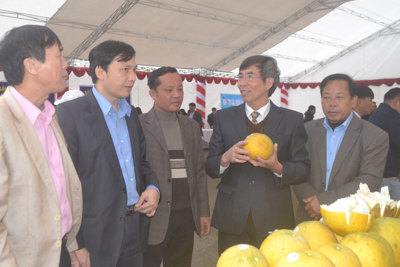 Trung tâm Phát triển cây trồng Hà Nội: Giúp nông dân trồng bưởi Diễn cho chất lượng cao