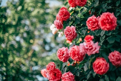 Sắp diễn ra chương trình “Hoa hồng Bulgaria 2019” tại Hà Nội