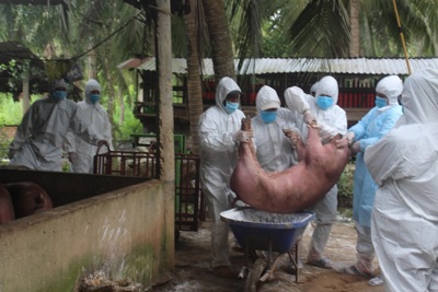 Bến Tre: Tiêu hủy khẩn cấp đàn lợn bị dịch tả lợn châu Phi