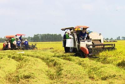 Đẩy nhanh tiến độ giải ngân cho doanh nghiệp thu mua lúa gạo