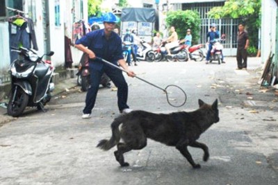 Hà Nội đề nghị các quận huyện thành lập “đội bắt chó thả rông”