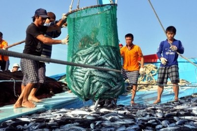 Lập Ban Chỉ đạo quốc gia về chống khai thác hải sản bất hợp pháp